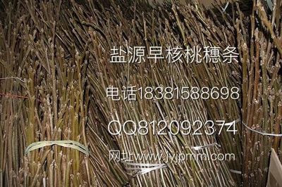 廠家直銷早核桃苗 | 簡陽市錦鵬苗木種植專業(yè)合作社產(chǎn)品圖鑒