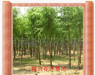 打造價(jià)銷售花卉苗木一條龍服務(wù) 大葉女貞的價(jià)格、廠家與圖片全解析