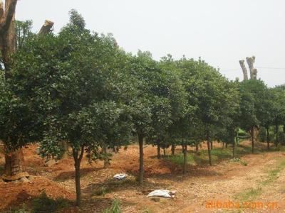 湖南瀏陽市飛揚(yáng)綠化苗圃場 精品大小桂花苗木價(jià)格、廠家與圖片詳解