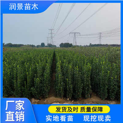 潤景苗木 北海道黃楊綠籬，四季種植的綠意守護(hù)者